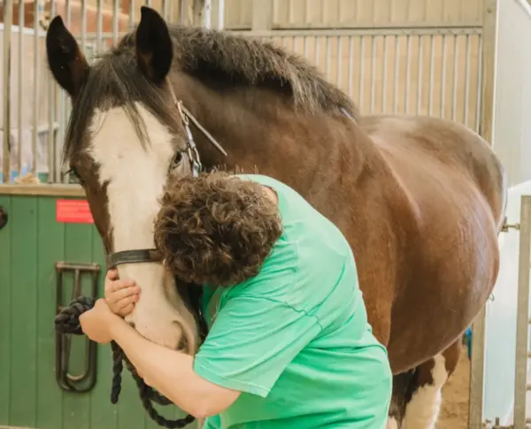 Pony Grooming and Interaction Session