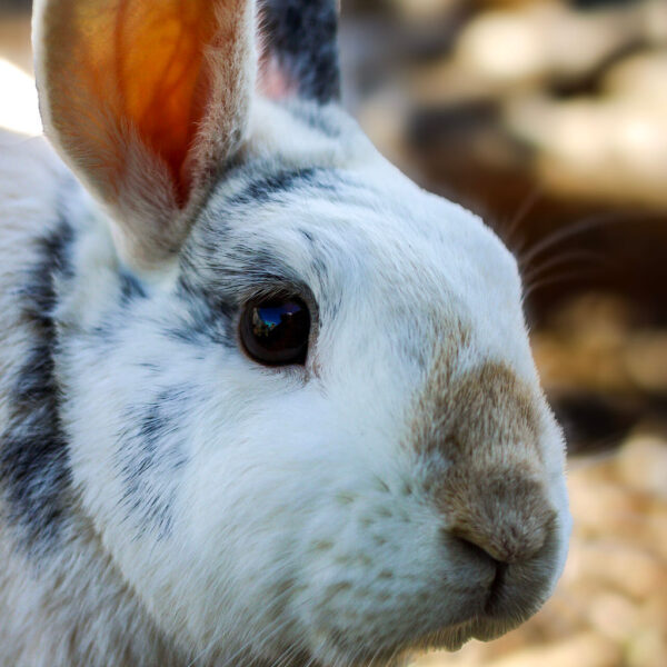 Bronze Farm Animal Adoption