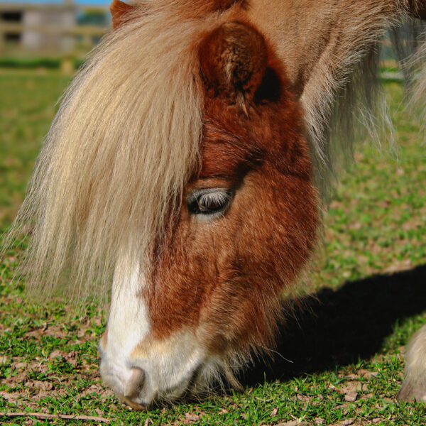 Dales Farm Entry - Twilight Ticket