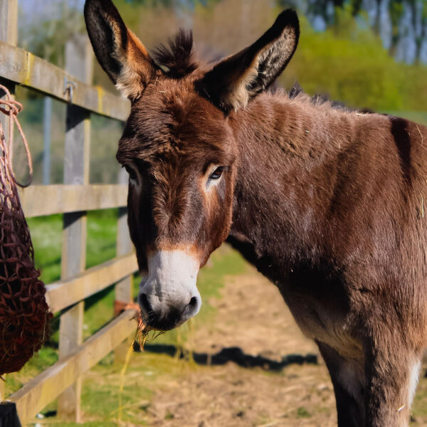 Silver Farm Animal Adoption Package
