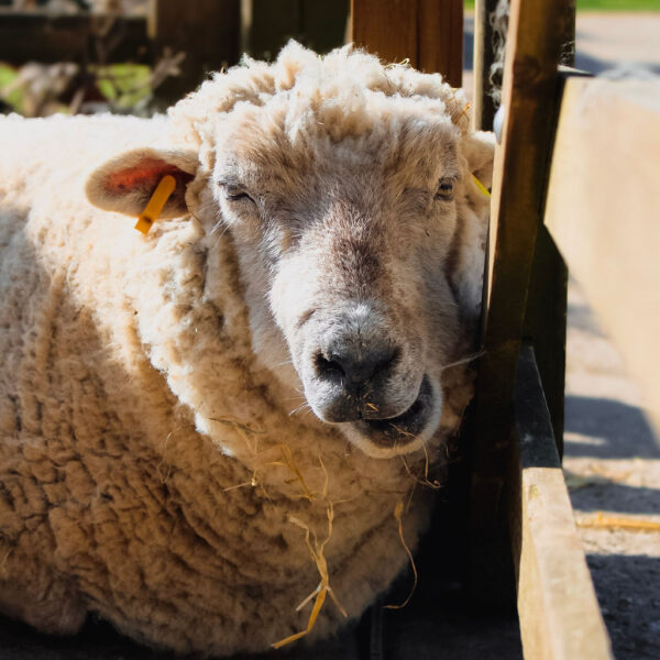 Gold Farm Animal Adoption Package