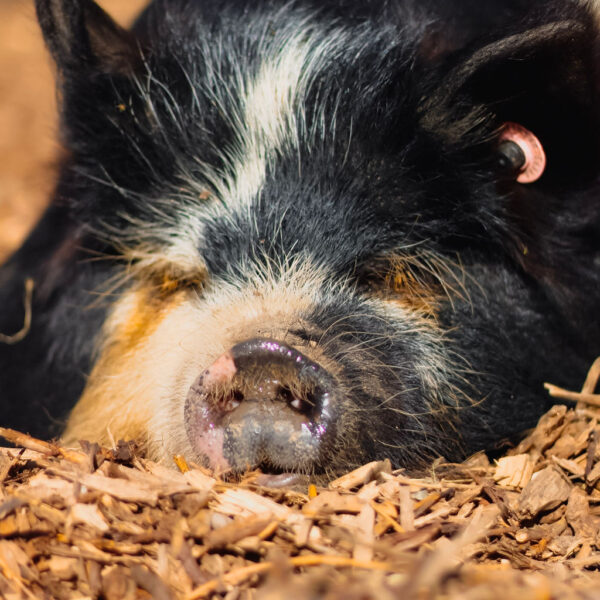 Dales Farm Entry - All Day Ticket