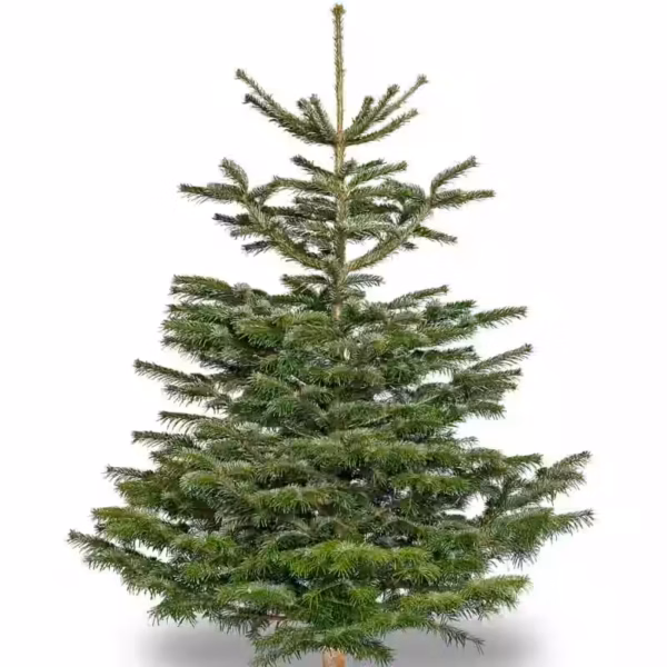 Nordmann Fir: cut trees 150-175cm (app. 5-6ft)