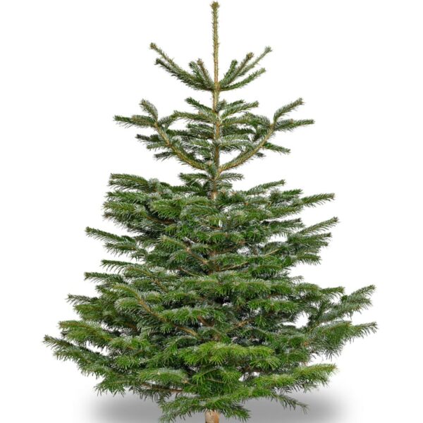 Nordmann Fir: cut trees 200-225cm (app. 7-8ft)
