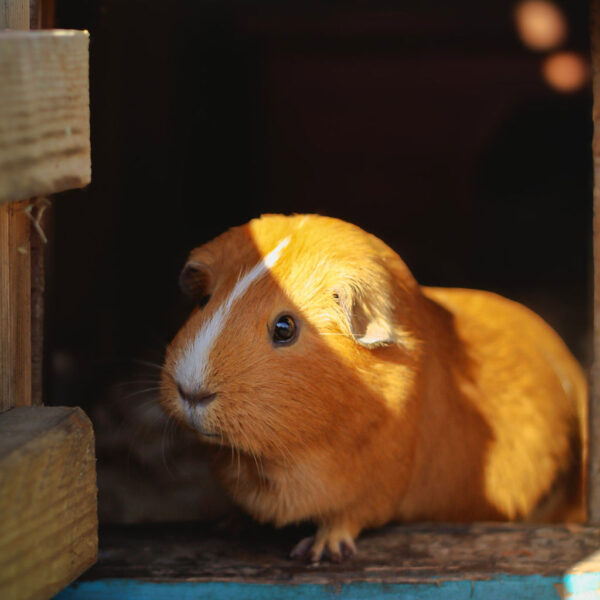 Keeper for the Day - Junior
