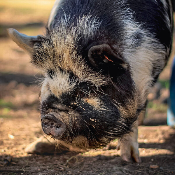 Pig Interaction