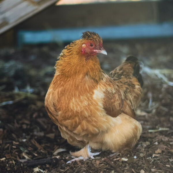 Chicken Feeding