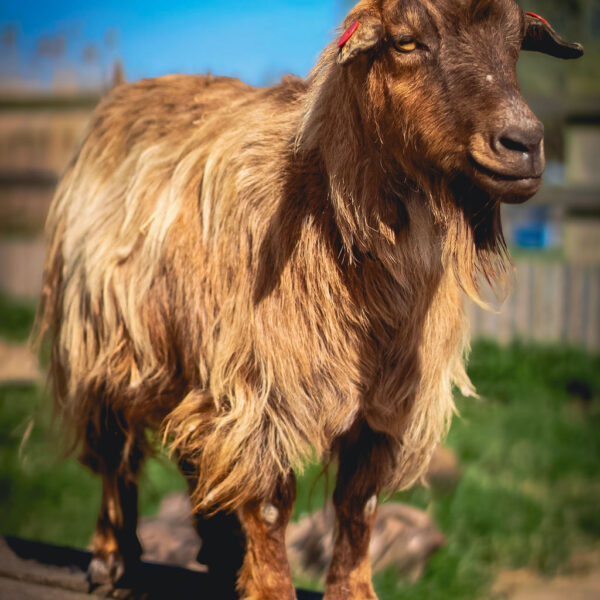 Keeper for the Day - Adult