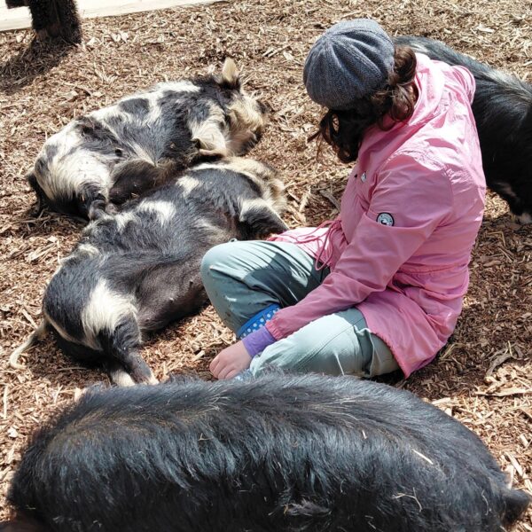 Pig Keeper