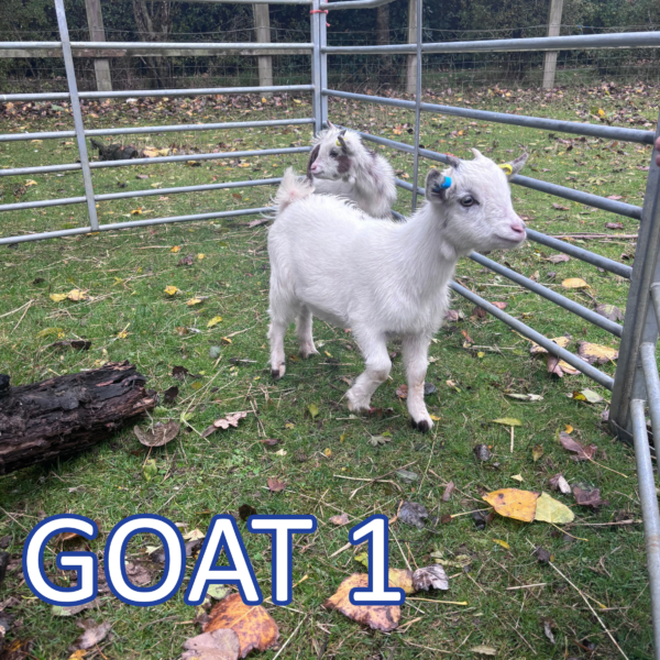 Goat 1 Sponsorship