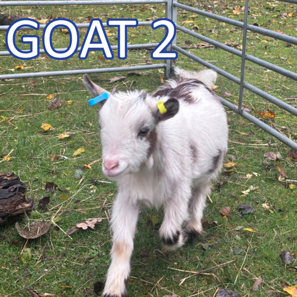Goat 2 Sponsorship